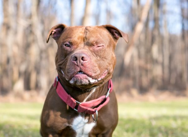 red-and-white-pitbull_Mary-Swift_Shutterstock-600x439.jpg