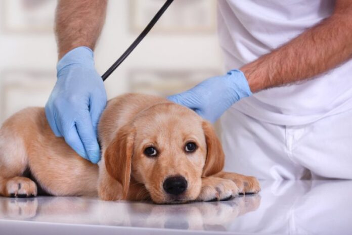 veterinarian-examining-a-labrador-retriever-puppy_IgorAleks_Shutterstock-800x534.jpg