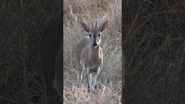 Duiker Stare down #wildlife #africansafariadventures #nature #africa #hunting #animals #bucks