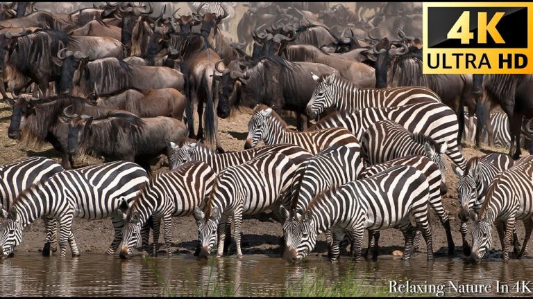 4K African Wildlife – Great Migration from the Serengeti to the Maasai Mara, Kenya – part 2