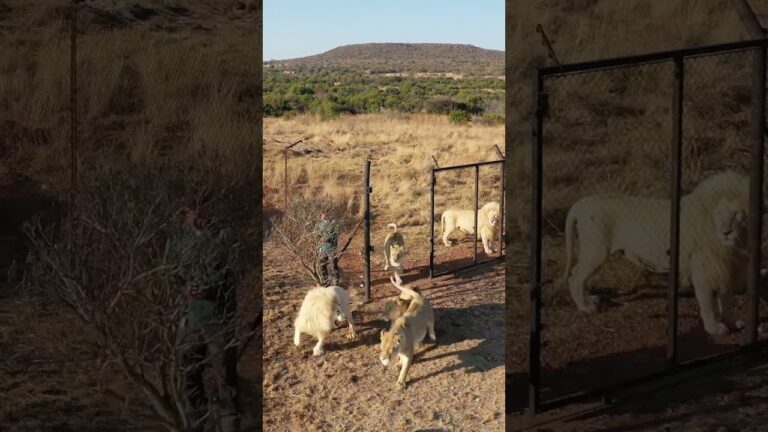 Lion african – African Safari Wildlife Documentary (4K) | Subscribe to African Safari Guide