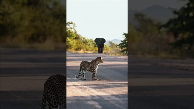 Elephant and Leopard—African Safari Wildlife Documentary (4K) | Subscribe to African Safari Guide
