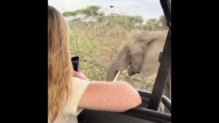 Leopard, Lion & The Great Wildebeest Migration | Tanzania Safari Adventure | Social Adventure Safari