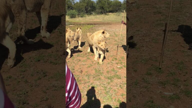 Our walk with the Lions in South Africa | Leanne Gabriel Find me on Instagram: @leannesvp
