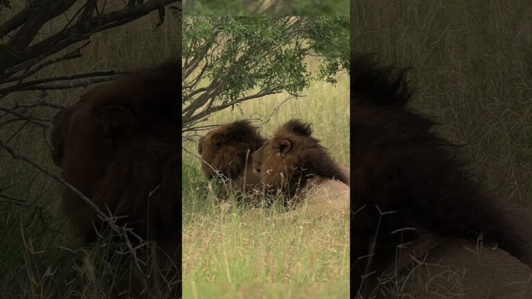 Big Male Lions Resting #wildlife #nature #lion #africansafariadventures #animals #africa