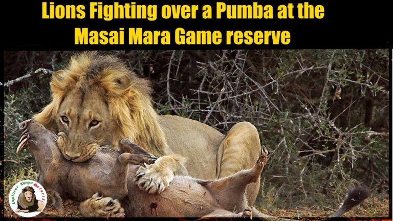 Kenya Safari,Masai Mara 2 Nights 3 Days Safari tour