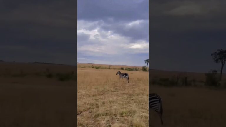 Best safari caption😎 #kenya #kenyasafari #traveltoexplore #travel #explore #trip #travelvlog #luxury