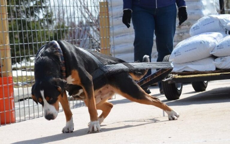 Dog Weight-Pulling – Enrichment or Exploitation