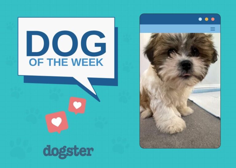 Dogster Photo Contest: Dogs of the Week Winners (November 6, 2025)