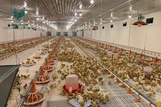 Poultry-Farming-Equipment2.png