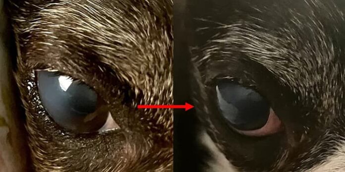boston-terrier-cleared-corneal-deposit.jpg
