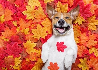 happy-dog-in-fall.jpg