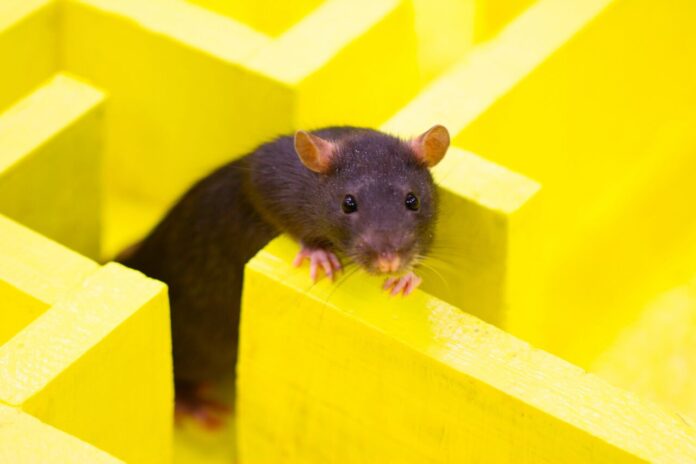 rat-maze-1280x853.jpg