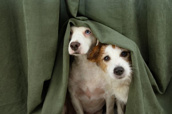 two-scared-or-afraid-puppy-dogs-wrapped-with-a-curtain_smrm1977_Shutterstock-600x400.jpg